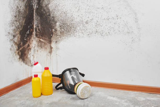 Best Residential Mold Remediation in Goose Creek Village, VA