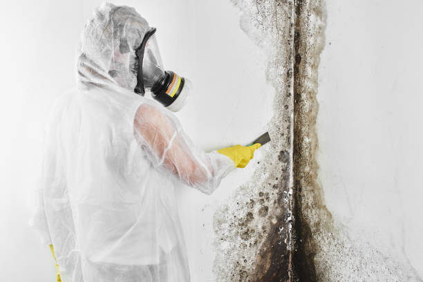 Best Basement Mold Remediation in Goose Creek Village, VA