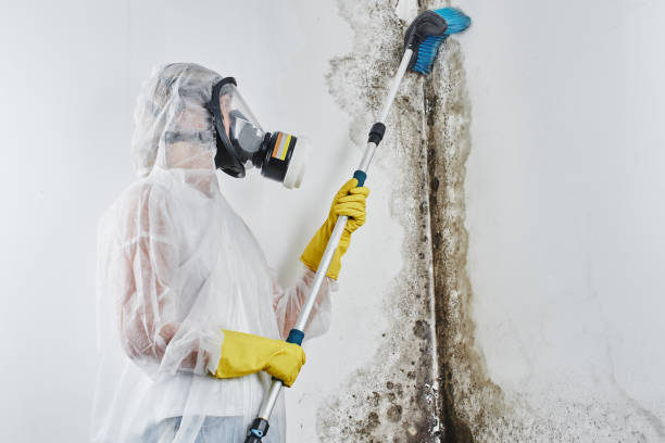 Best Post-Flood Mold Remediation in Goose Creek Village, VA