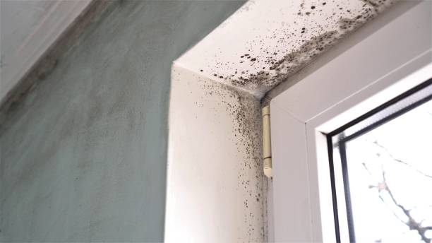 Best Post-Flood Mold Remediation in Goose Creek Village, VA