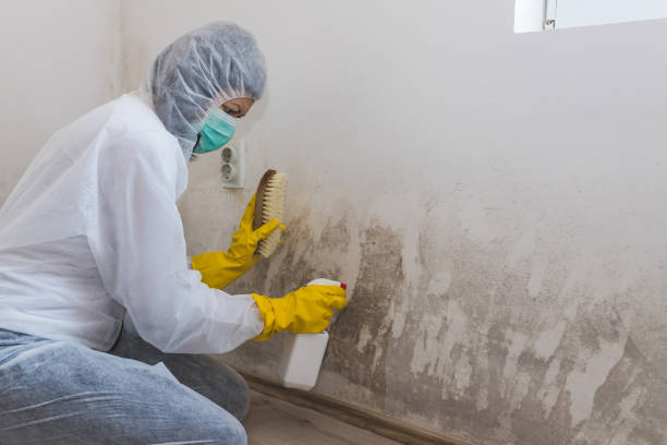 Best Attic Mold Remediation in Goose Creek Village, VA
