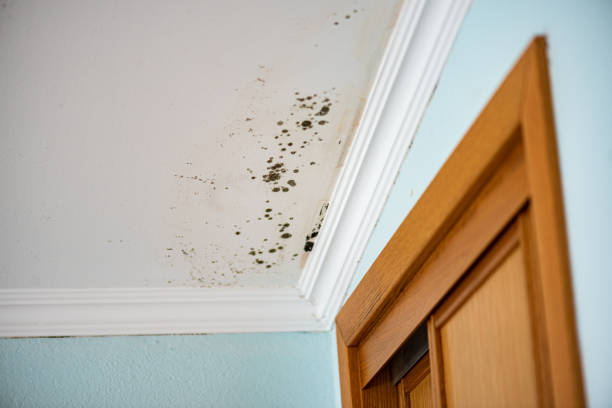Best DIY Mold Remediation Support Services in Goose Creek Village, VA