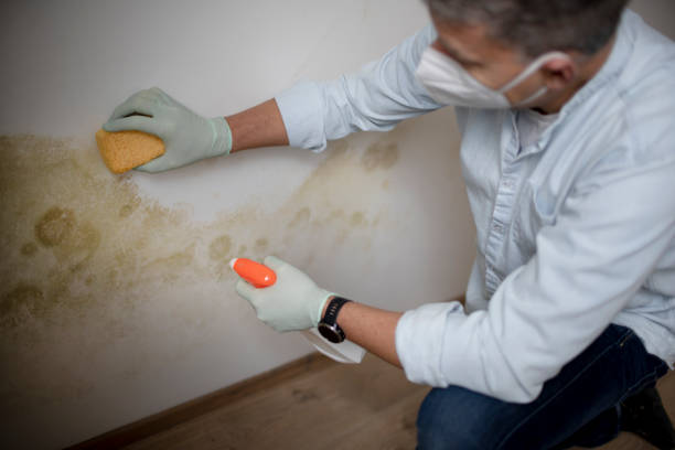 Best Mold Testing and Inspection Services in Goose Creek Village, VA