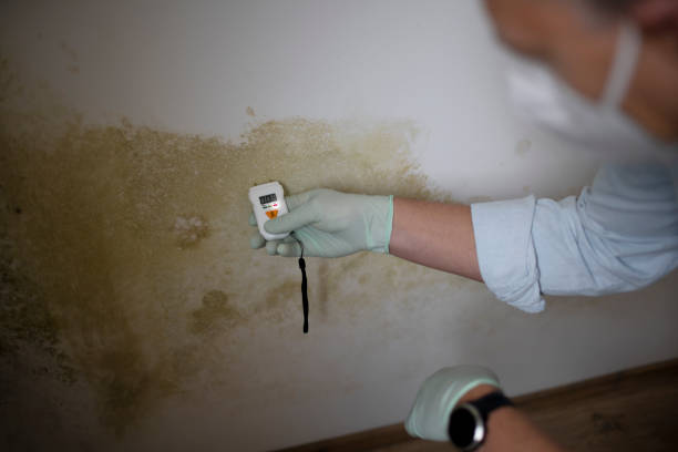 Best Preventive Mold Services in Goose Creek Village, VA