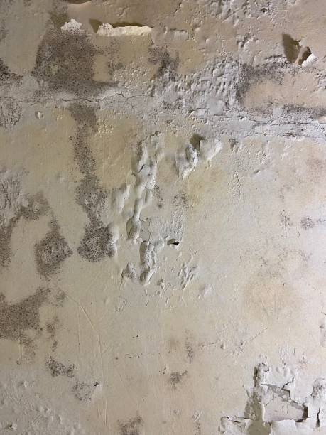 Best Health and Safety Mold Remediation in Goose Creek Village, VA