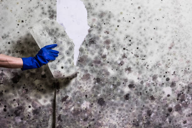 Best Preventive Mold Services in Goose Creek Village, VA