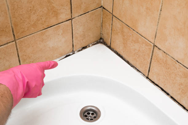 Best Localized Mold Remediation (e.g., coastal areas, humid climates) in Goose Creek Village, VA