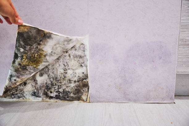 Best Bathroom Mold Remediation in Goose Creek Village, VA